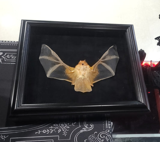 Painted Bat Framed Specimen