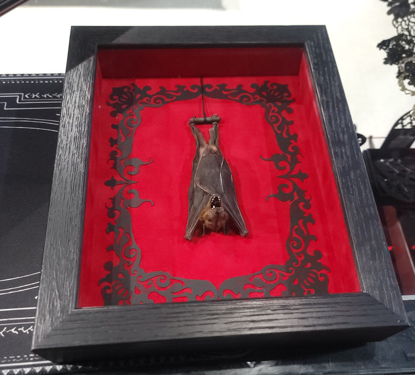 Minute Fruit Bat framed specimen