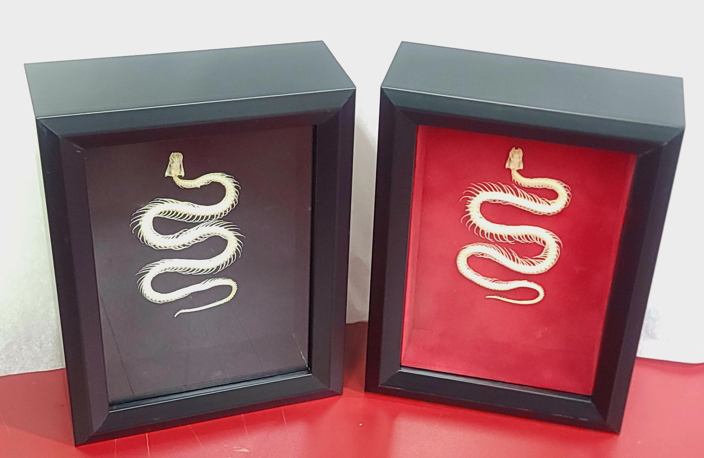 Framed Snake Skeleton Specimen