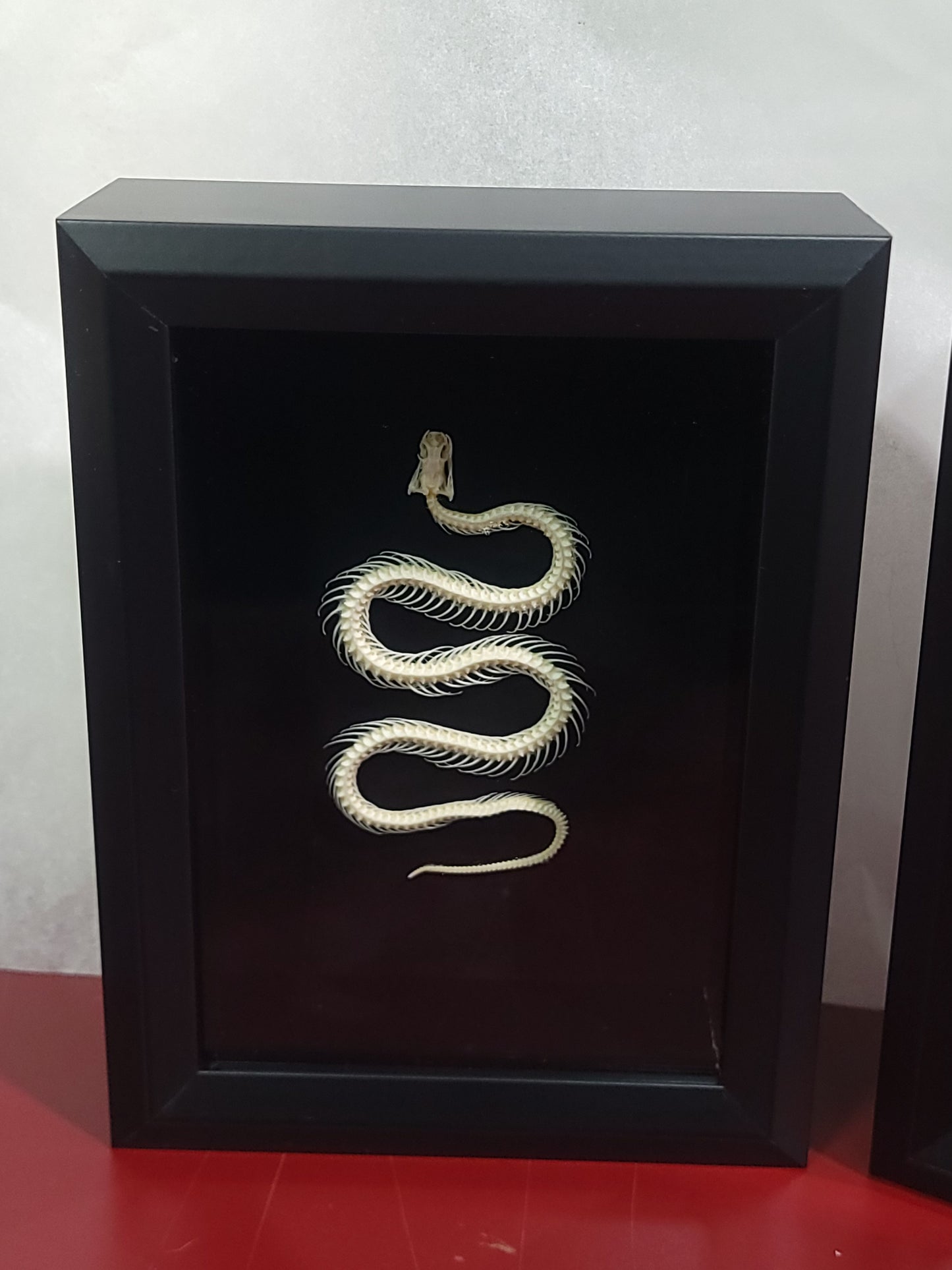 Framed Snake Skeleton Specimen