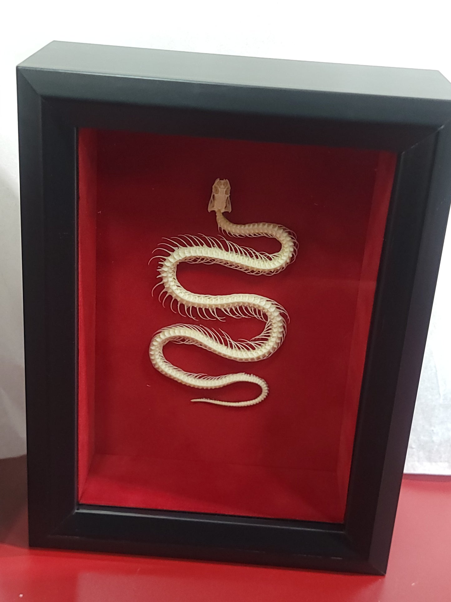 Framed Snake Skeleton Specimen